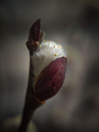 small bud of a young treeの写真素材