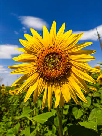 big and beautiful yellow sunflowerの写真素材