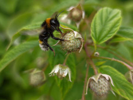 bumblebee sat on a green berryの写真素材