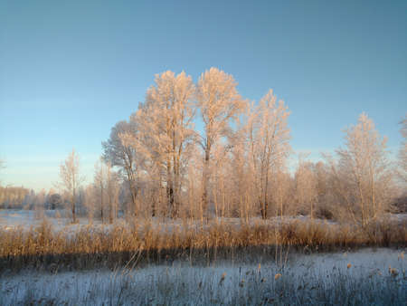 landscape: trees in the snowの写真素材
