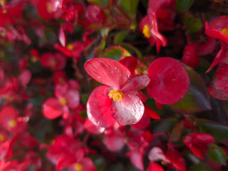 macro: beautiful little red flowerの写真素材