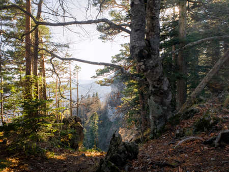 early morning in the forestの写真素材