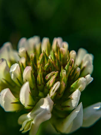 close up of a flower of a plantの写真素材