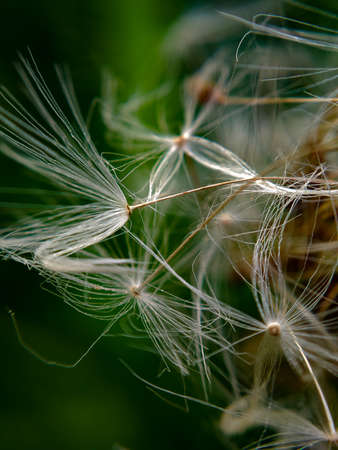 close up of a dandelionの写真素材