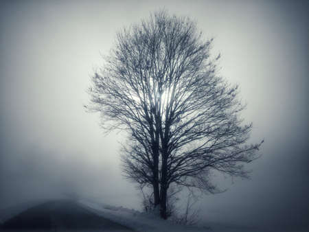 lonely tree in the fogの写真素材