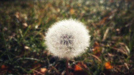dandelion in the morning dewの写真素材