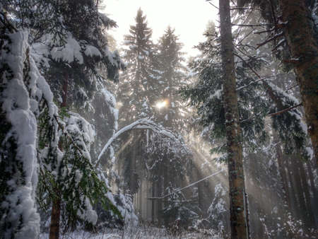 fog in the winter forestの写真素材