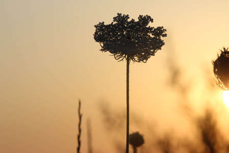 Flowerの写真素材