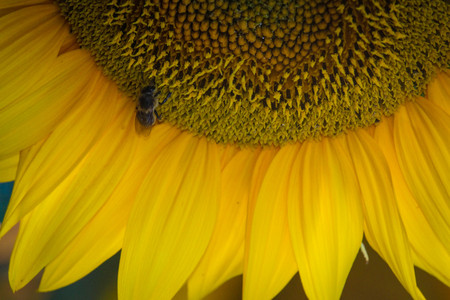 A bee on a sunflowerの写真素材