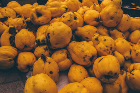 Pile of fresh quincesの写真素材