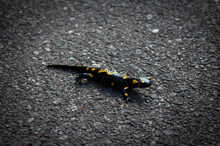 Interesting salamanderの写真素材