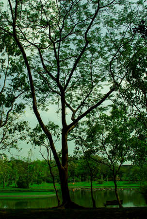 big tree in the garden