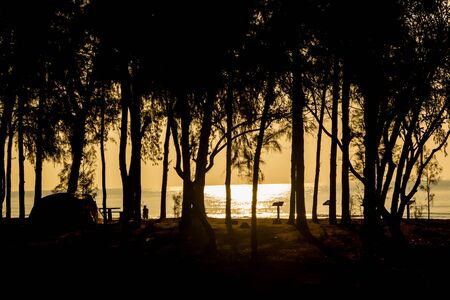silhouette treeの写真素材