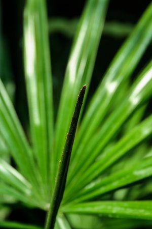 Green leafの素材