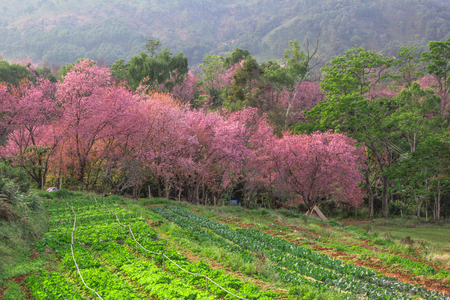 vegetable gardenの写真素材