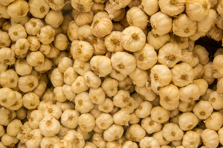 garic meterial foodの写真素材