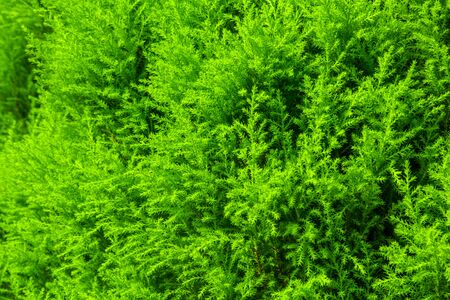 small green leaf in the gardenの写真素材