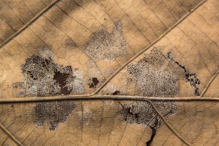 a pattern of brown leafの写真素材