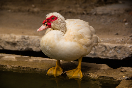 White duck stand next to a pondの写真素材
