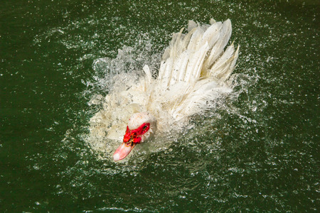 duck swimming in the pondの写真素材
