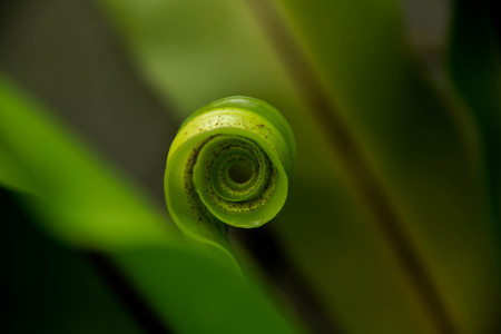 young leaf of fern Nature background Close-up