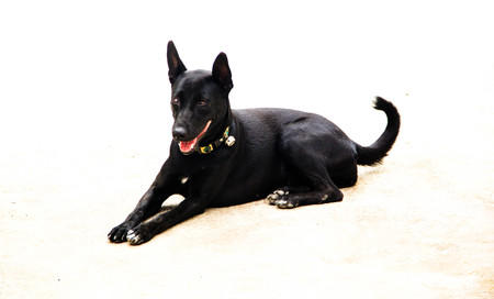 black dog in white backgroundの写真素材