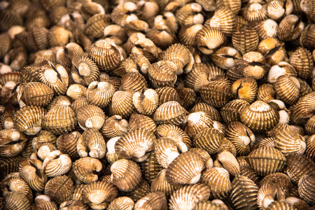 a scallop in seafood marketの写真素材