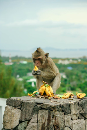 a little monkey eating bananaの写真素材