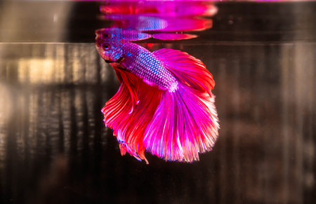 beautiful colorful siamese fighting fishの写真素材