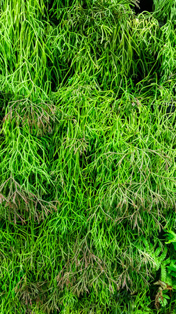 small green leaf texture background