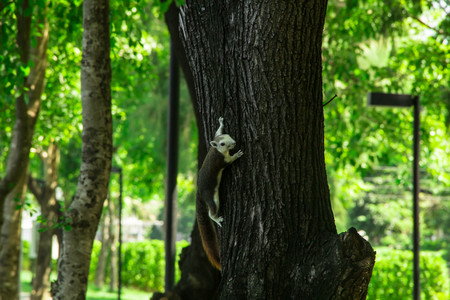 white  squirrel on the tree
