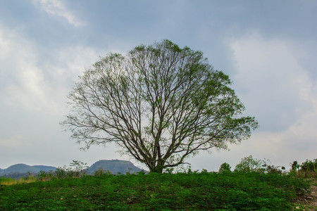 big tree on the mewdowの写真素材