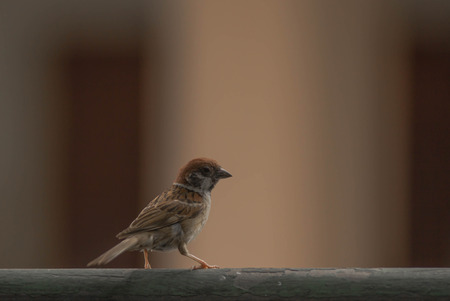 The Sparrow Standing on railing