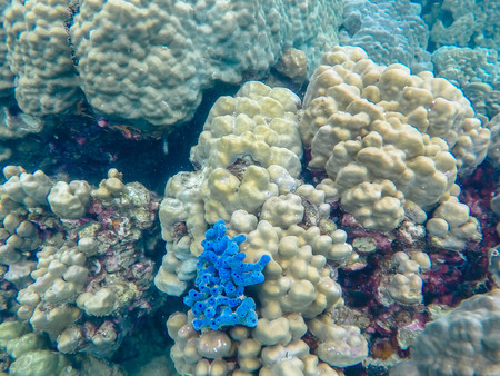 Underwater landscape of stony coral reefの写真素材