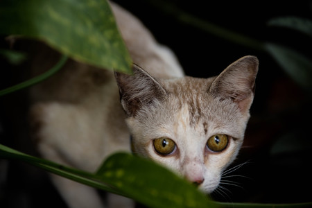 portrait of yellow eyed cat