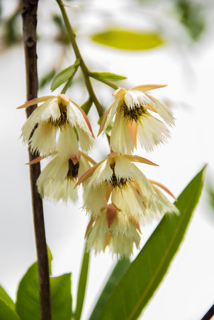 white tropical flower in gardenの写真素材