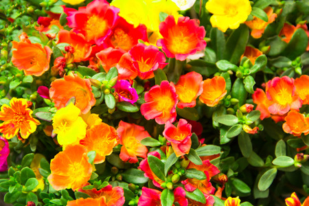 beautiful colorful flower in gardenの写真素材