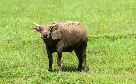 Thai buffalo in grass field