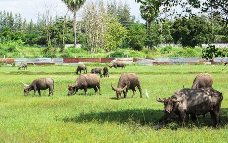 Thai buffalo in grass fieldの写真素材