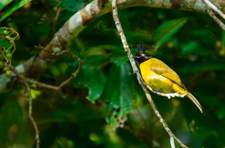 Yellow bird Black-crested Bulbul , bird of Thailandの写真素材