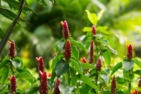 beautiful red flower in the gardenの写真素材