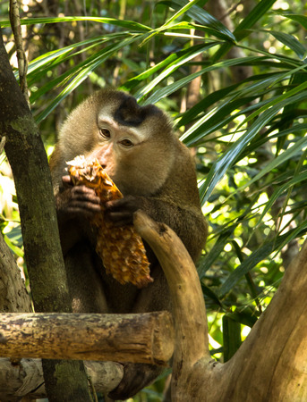 monkey sits and eats pineapple  close up