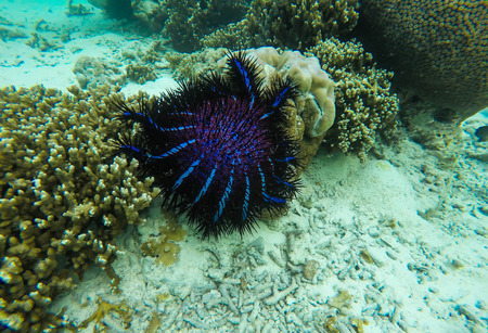 Large Crown of Thorns starfish digesting coral on a tropical coral reef in Thailandの写真素材