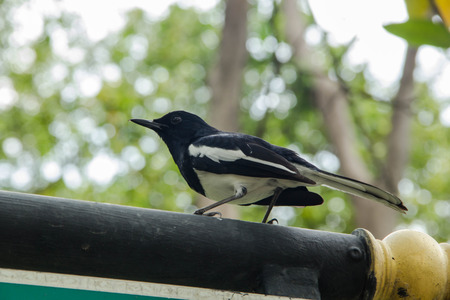 Image of a magpie perched on nature background.の写真素材