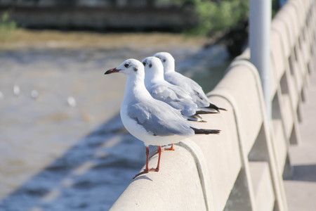 Seagull standing on a concrete pier with town in the backgroundの写真素材