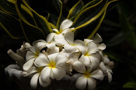 close up tropical white flower in gardenの写真素材