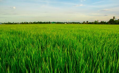 A field where rice is grown in Thailand.の写真素材