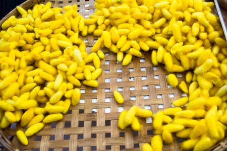 Natural raw yellow silkworm cocoons in bamboo basketの写真素材