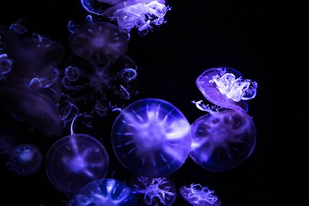 jelly fish in the blue sea
