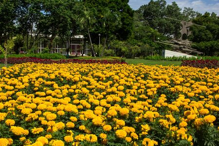 Marigold garden in the parkの写真素材